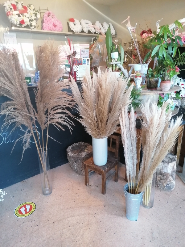 Pampas Grass Stems buy online or call 07895233742